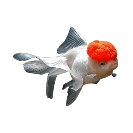 Redcap Goldfish