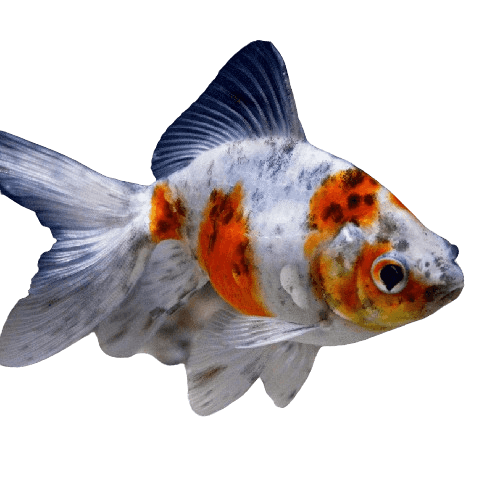 Shubunkin Goldfish