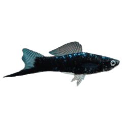 Black Swordtail 