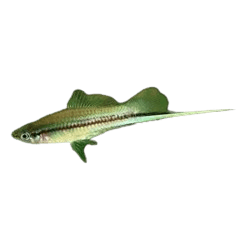 Green Swordtail