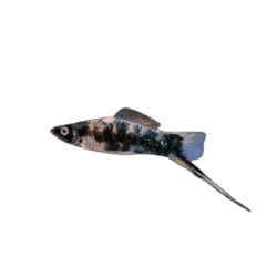 Neon Swordtail