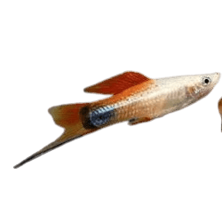 Pineapple Swordtail