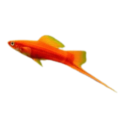Red Swordtail