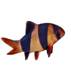 Clown Loach (Chromobotia macracanthus)