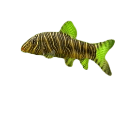 Zebra Loach (Botia striata)
