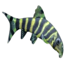 Bengal Loach (Botia dario)