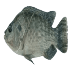 Nile Tilapia (Oreochromis niloticus)
