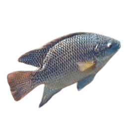 Blue Tilapia (Oreochromis aureus)