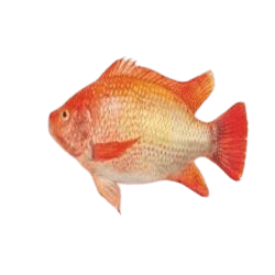 Red Tilapia (Oreochromis aureus)