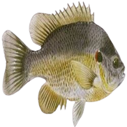Lepomis auritus (Redear Sunfish)