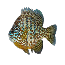 Lepomis gibbosus (Pumpkinseed)