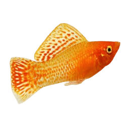 Golden Sailfin Molly