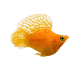 Golden Balloon Molly