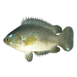 Anabas testudineus