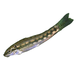 Chinese Algae Eater (Gyrinocheilus aymonieri)