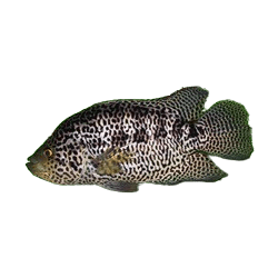 Parachromis managuensis (Jaguar Cichlid)
