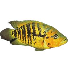 Parachromis friedrichsthalii (Freddy Cichlid)